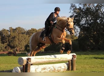 Oldenbourg, Étalon, 7 Ans, 172 cm, Palomino