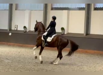 Oldenbourg, Étalon, 8 Ans, 174 cm, Alezan brûlé