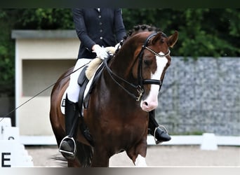 Oldenbourg, Étalon, 8 Ans, 174 cm, Alezan brûlé