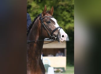 Oldenbourg, Étalon, 8 Ans, 174 cm, Alezan brûlé