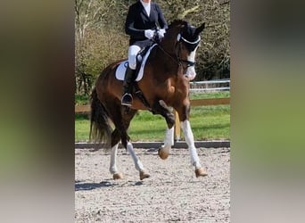 Oldenbourg, Étalon, 8 Ans, 174 cm, Alezan brûlé