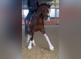 Oldenbourg, Étalon, 8 Ans, 174 cm, Alezan brûlé