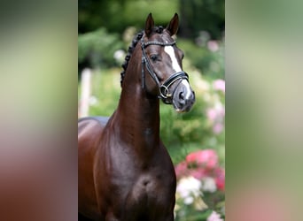 Oldenbourg, Étalon, 13 Ans, 167 cm, Alezan brûlé