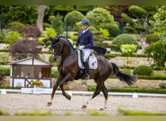 Oldenbourg, Étalon, 13 Ans, 167 cm, Alezan brûlé