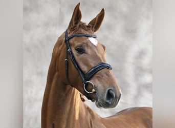 Oldenbourg, Étalon, 4 Ans, 170 cm, Alezan