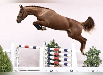 Oldenbourg, Étalon, 4 Ans, 170 cm, Alezan