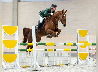 Oldenbourg, Étalon, 4 Ans, 170 cm, Alezan