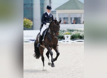 Oldenbourg, Étalon, 22 Ans, 167 cm, Bai brun