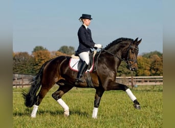 Oldenbourg, Étalon, 22 Ans, 167 cm, Bai brun