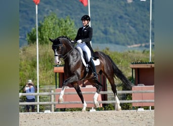 Oldenbourg, Étalon, 24 Ans, 174 cm, Bai brun foncé