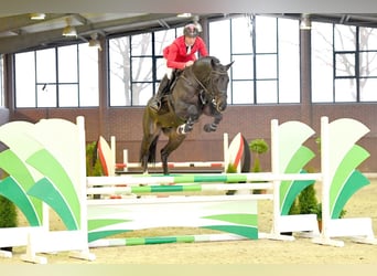 Oldenbourg, Étalon, 10 Ans, 172 cm, Bai brun foncé