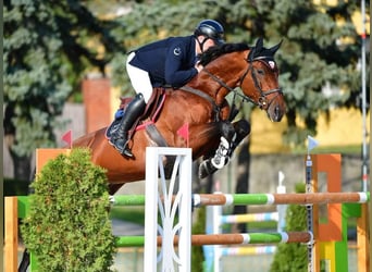 Oldenbourg, Étalon, 12 Ans, 178 cm, Bai cerise