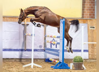 Oldenbourg, Étalon, 3 Ans, 168 cm, Bai