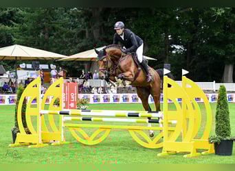 Oldenbourg, Étalon, 5 Ans, 180 cm, Bai