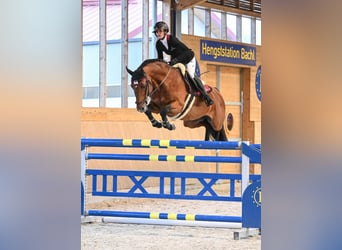 Oldenbourg, Étalon, 13 Ans, 165 cm, Bai