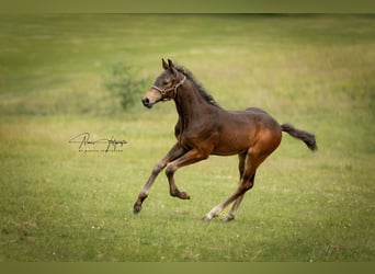 Oldenbourg, Étalon, 4 Ans, Bai