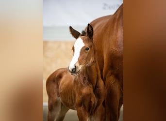 Oldenbourg, Étalon, 4 Ans, Bai