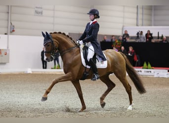 Oldenbourg, Étalon, 17 Ans, 165 cm