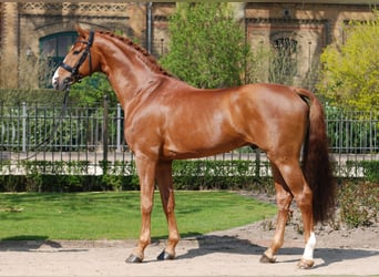 Oldenbourg, Étalon, 17 Ans, 165 cm