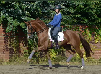 Oldenbourg, Étalon, 17 Ans, 165 cm
