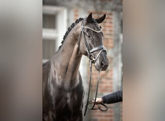 Oldenbourg, Étalon, 8 Ans, 175 cm