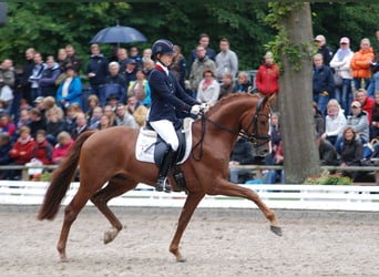 Oldenbourg, Étalon, 17 Ans, 165 cm