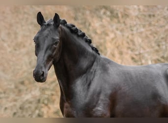 Oldenbourg, Étalon, 9 Ans, 168 cm