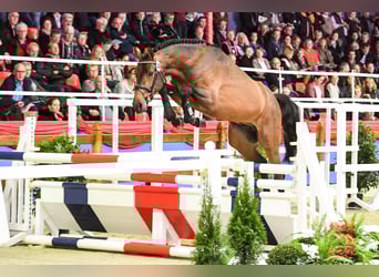 Oldenbourg, Étalon, 10 Ans, 165 cm