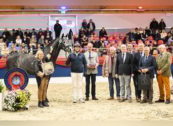 Oldenbourg, Étalon, 5 Ans, 170 cm, Gris