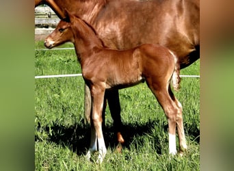 Oldenbourg, Étalon, Poulain (04/2024), 167 cm, Alezan brûlé