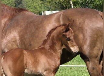 Oldenbourg, Étalon, Poulain (04/2024), 167 cm, Alezan brûlé