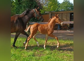 Oldenbourg, Étalon, , 168 cm, Alezan brûlé