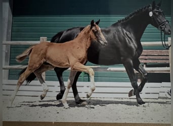 Oldenbourg, Étalon, Poulain (04/2025), 168 cm, Alezan brûlé