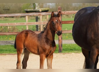 Oldenbourg, Étalon, Poulain (02/2026), 168 cm, Bai brun