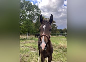 Oldenbourg, Étalon, Poulain (04/2026), 168 cm, Bai brun