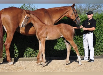 Oldenbourg, Étalon, Poulain (06/2025), 170 cm, Alezan brûlé