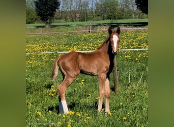 Oldenbourg, Étalon, Poulain (04/2026), 170 cm, Alezan brûlé