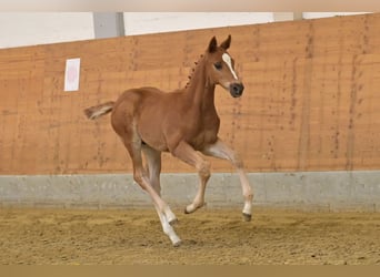 Oldenbourg, Étalon, Poulain (03/2026), 170 cm, Alezan
