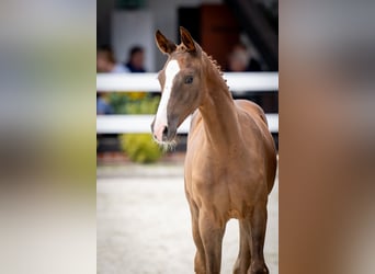 Oldenbourg, Étalon, Poulain (05/2024), 170 cm, Alezan