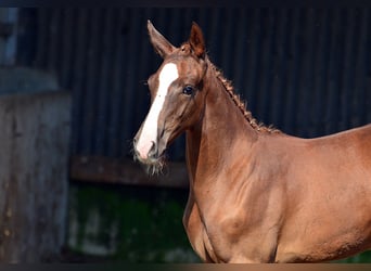 Oldenbourg, Étalon, Poulain (05/2024), 170 cm, Alezan