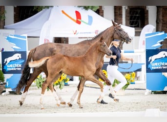 Oldenbourg, Étalon, Poulain (05/2024), 170 cm, Alezan