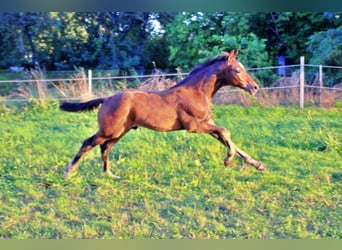 Oldenbourg, Étalon, Poulain (05/2025), 170 cm, Bai brun
