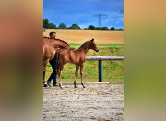 Oldenbourg, Étalon, Poulain (05/2025), 170 cm, Bai brun