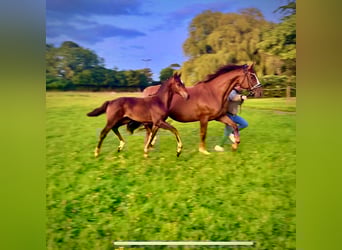 Oldenbourg, Étalon, Poulain (05/2025), 170 cm, Bai brun