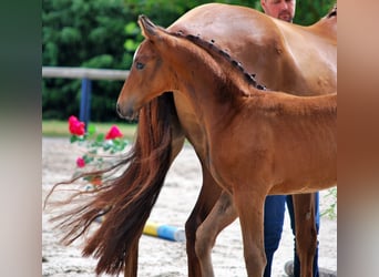 Oldenbourg, Étalon, Poulain (05/2025), 170 cm, Bai brun