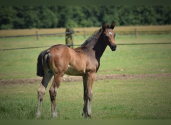 Oldenbourg, Étalon, Poulain (05/2024), 170 cm, Bai brun