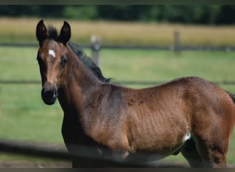 Oldenbourg, Étalon, Poulain (05/2024), 170 cm, Bai brun