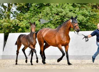 Oldenbourg, Étalon, Poulain (04/2024), 170 cm, Bai brun foncé