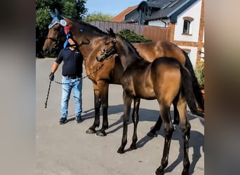 Oldenbourg, Étalon, Poulain (04/2024), 170 cm, Bai brun foncé