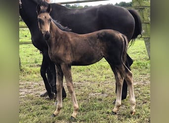 Oldenbourg, Étalon, Poulain (06/2024), 170 cm, Bai brun foncé